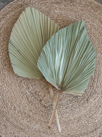 Thumbnail for Dried Spear Palm Leaf Large