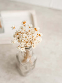 Thumbnail for Dried Mini Star Flower in Beige