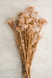 Thumbnail for Preserved Rice Flower Bunch in Bleached Pink