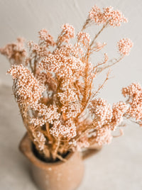 Thumbnail for Preserved Rice Flower Bunch in Bleached Pink