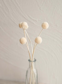 Thumbnail for Dried Craspedia Billy Button Flower in Ivory