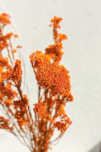 Thumbnail for Preserved Rice Flower Bunch in Terracotta