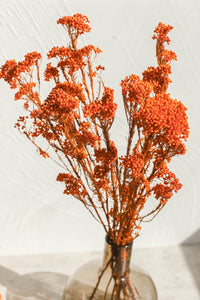 Thumbnail for Preserved Rice Flower Bunch in Terracotta